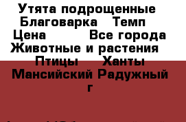 Утята подрощенные “Благоварка“,“Темп“ › Цена ­ 100 - Все города Животные и растения » Птицы   . Ханты-Мансийский,Радужный г.